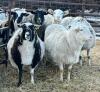 BRED EWE - 3