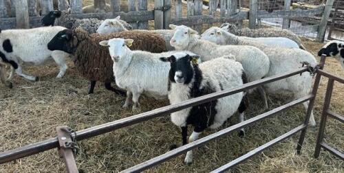 BRED EWE