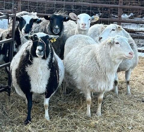 BRED EWE
