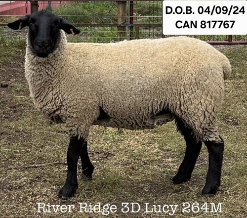 RIVER RIDGE 3D LUCY 264M