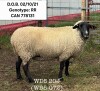 WD5 20J