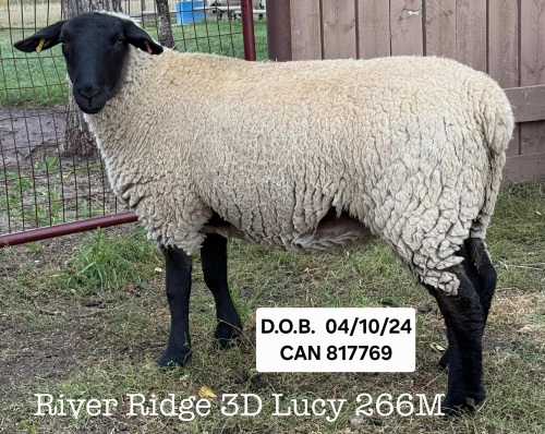 RIVER RIDGE 3D LUCY 266M