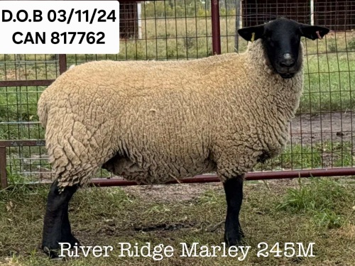 RIVER RIDGE MARLEY 245M