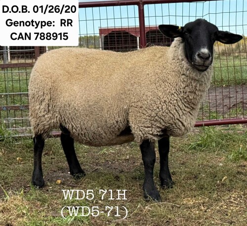 WD5 71H