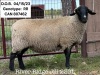 RIVER RIDGE JILL 230L