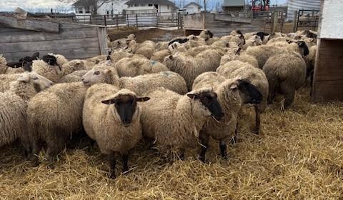 BRED EWE