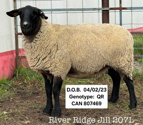 RIVER RIDGE JILL 207L