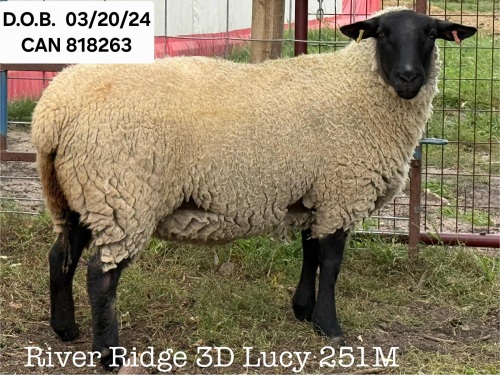 RIVER RIDGE 3D LUCY 251M
