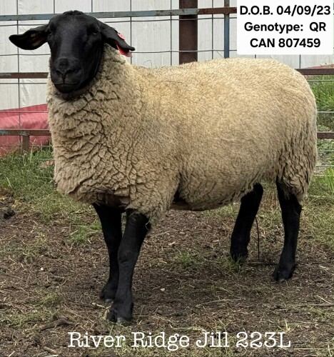 RIVER RIDGE JILL 223L