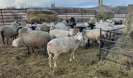 BRED EWE