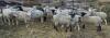 BRED EWE