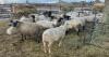 BRED EWE - 4