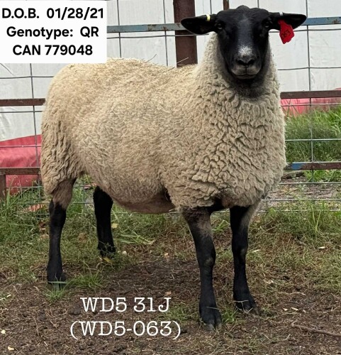 WD5 31J