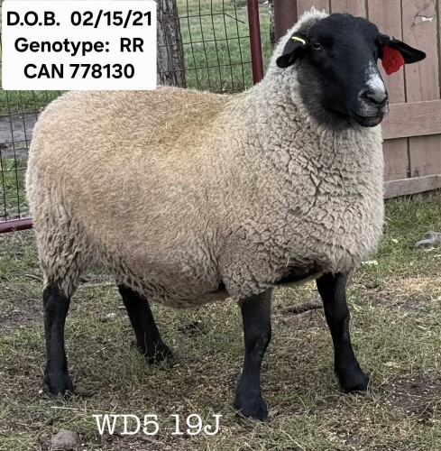 WD5 19J