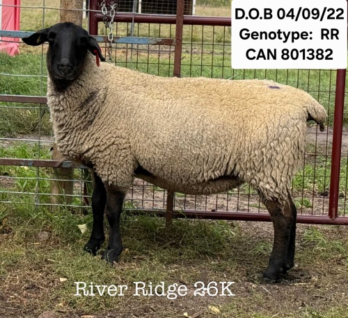 RIVER RIDGE 26K