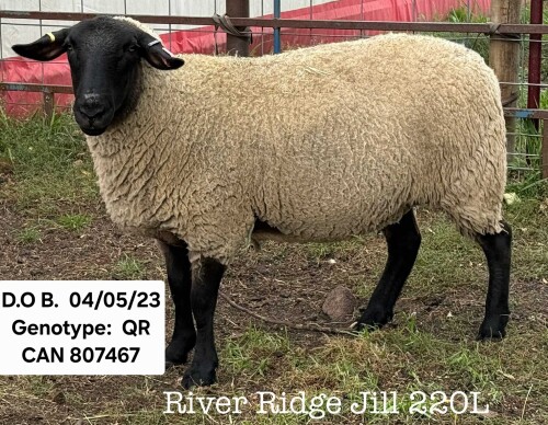 RIVER RIDGE JILL 220L
