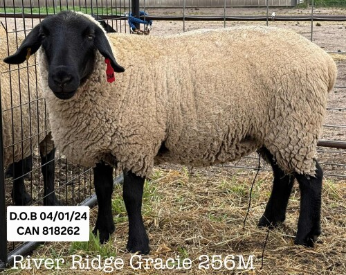 RIVER RIDGE GRACIE 256M