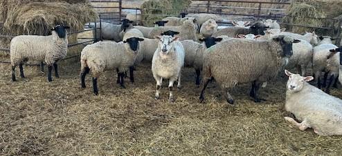 BRED EWE