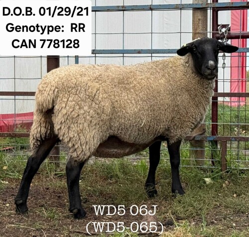 WD5 06J