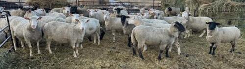 BRED EWE