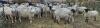 BRED EWE - 3