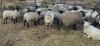 BRED EWE - 4