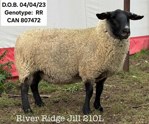 RIVER RIDGE JILL 210L