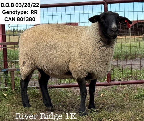 RIVER RIDGE 1K