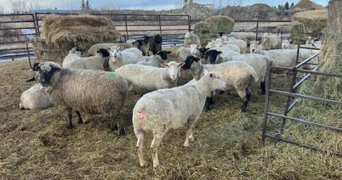 BRED EWE