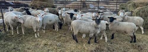 BRED EWE