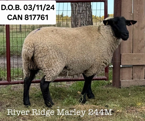 RIVER RIDGE MARLEY 244M