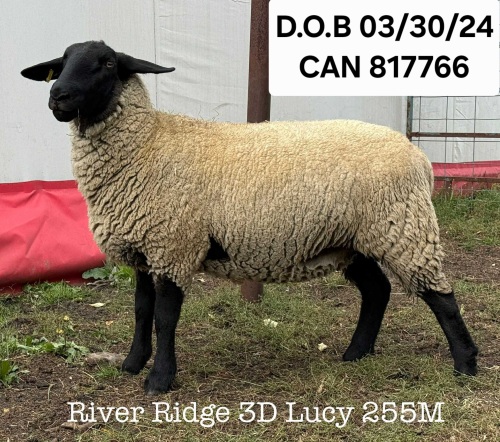 RIVER RIDGE 3D LUCY 255M