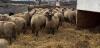 BRED EWE - 2