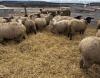 BRED EWE - 3