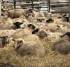 BRED EWE - 2