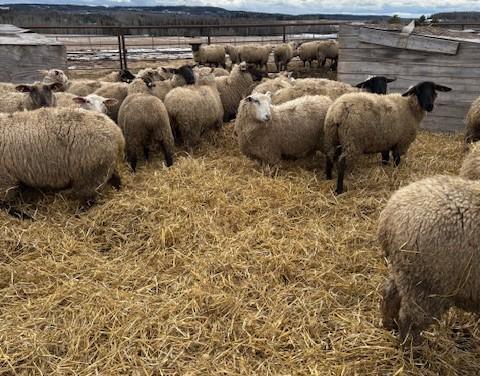 BRED EWE