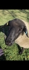 RIVER RIDGE 3D LOU 313L - 3