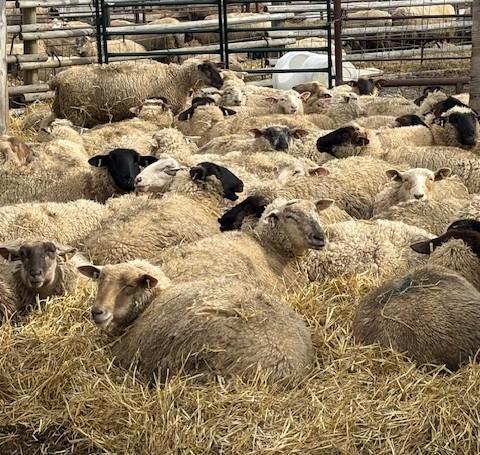 BRED EWE