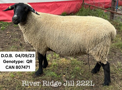 RIVER RIDGE JILL 222L