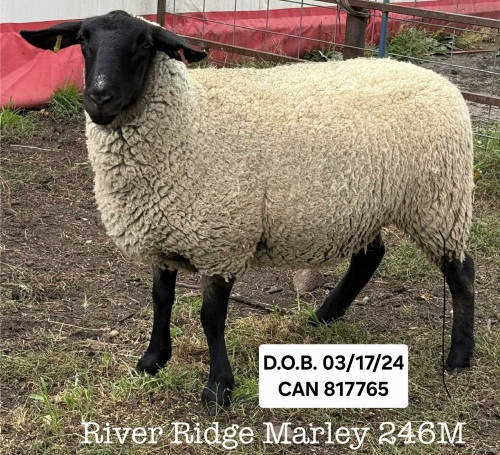 RIVER RIDGE MARLEY 246M