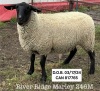 RIVER RIDGE MARLEY 246M