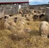 BRED EWE - 3