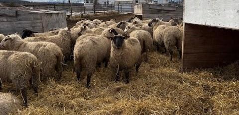 BRED EWE