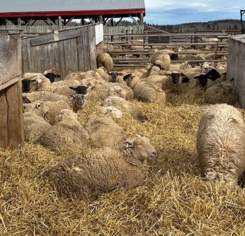 BRED EWE