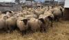 BRED EWE