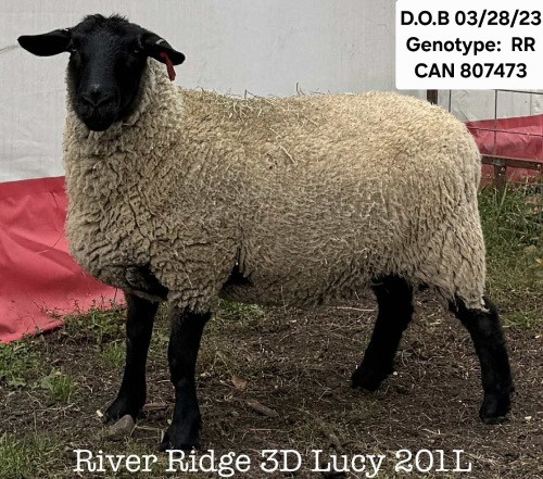 RIVER RIDGE 3D LUCY 201L
