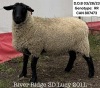 RIVER RIDGE 3D LUCY 201L