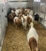 BRED DOELING - 2