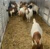 BRED DOELING - 2