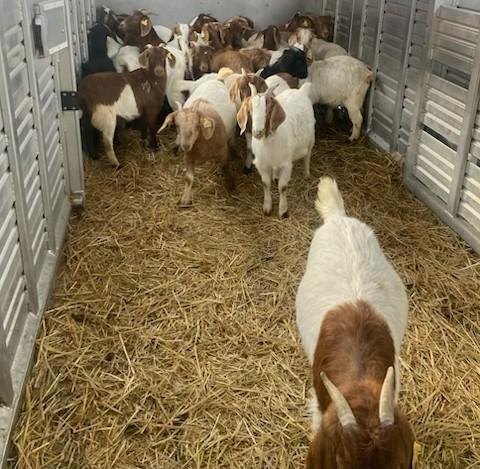 BRED DOELING